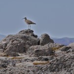 photos islande