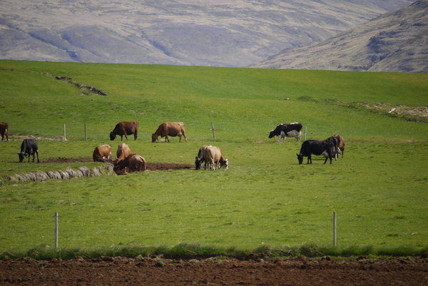 islande et développement durable