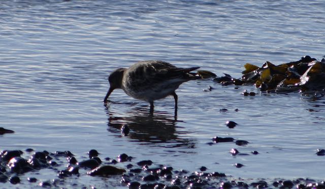 oiseau dans l'eau