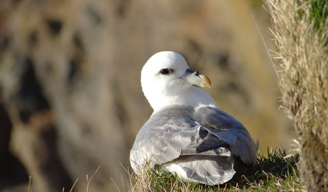 oiseau islande